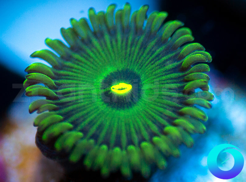 Green PE