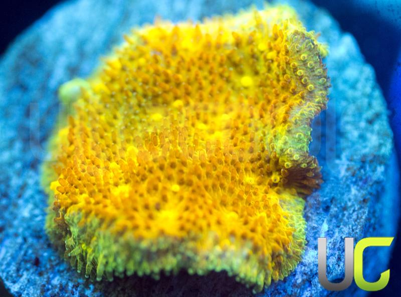 Yellow Yutz Psammocora