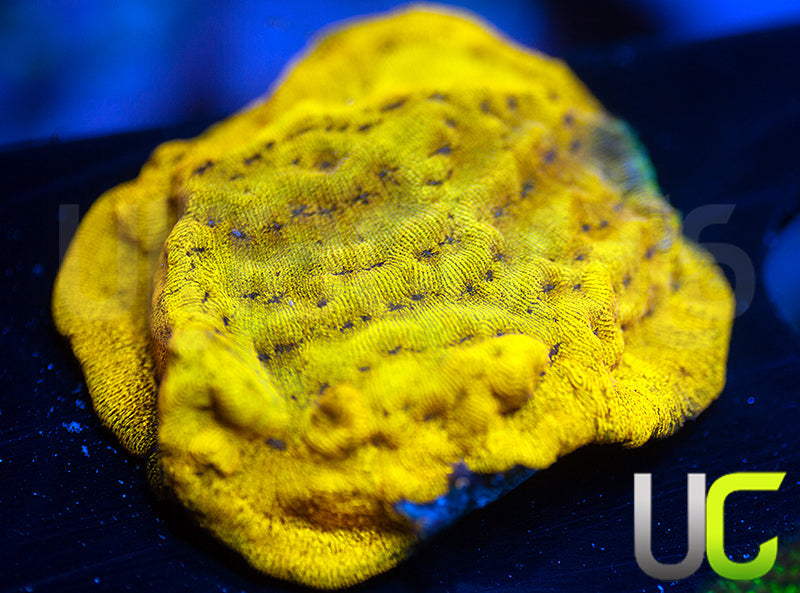 UC Golden Dragon Lepto