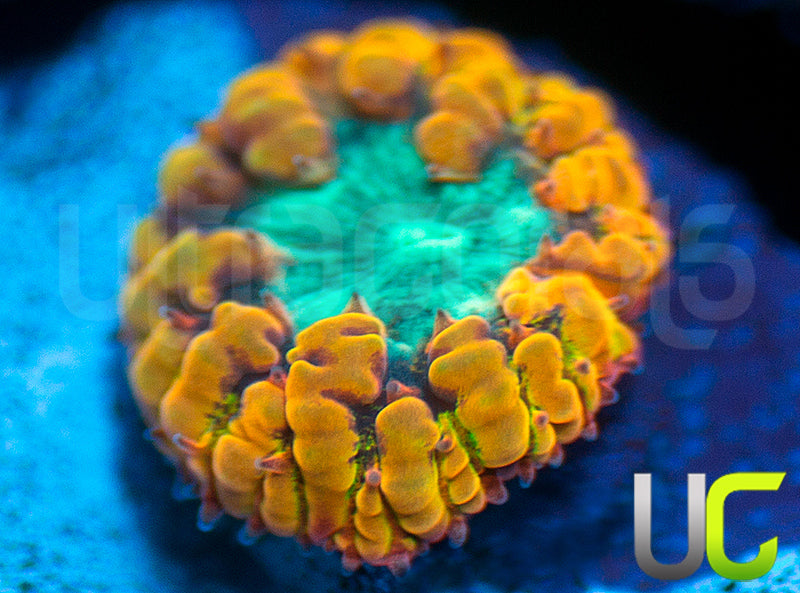 UC Warhead Blasto