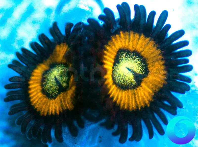 Black Bellas