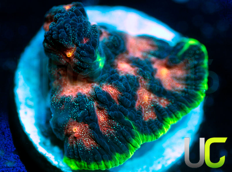 UC Genesis Favia