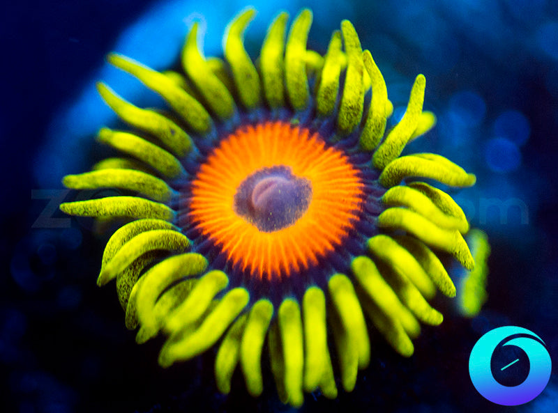 Super Sunflower