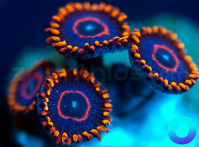 Red Hornets