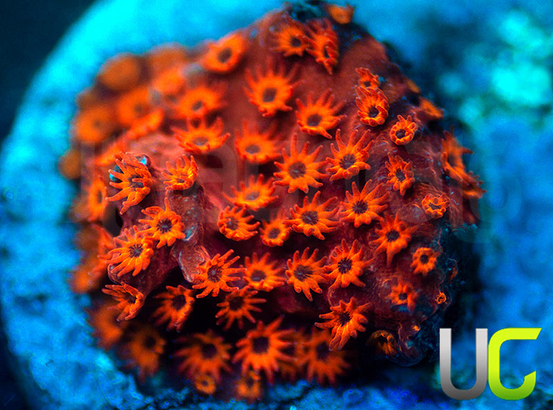 UC Sweet Revenge Porites