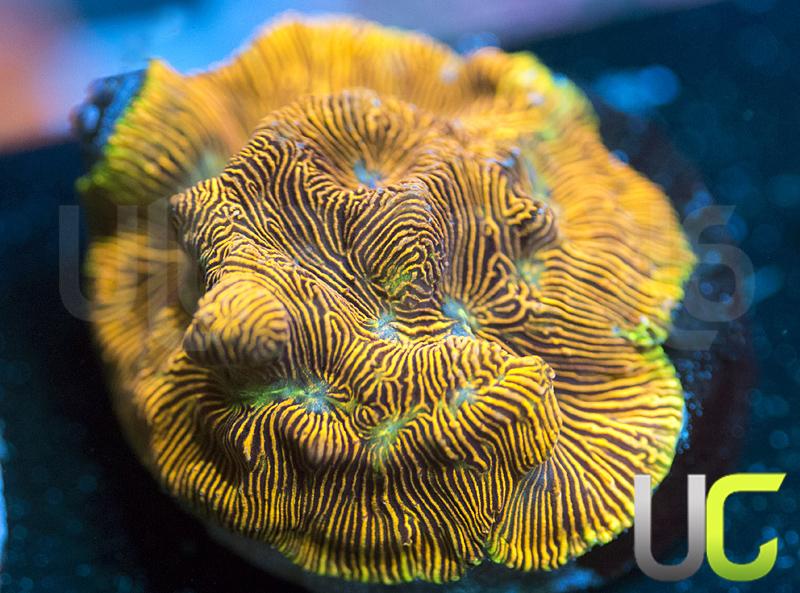 UC Orange Peel Lepto