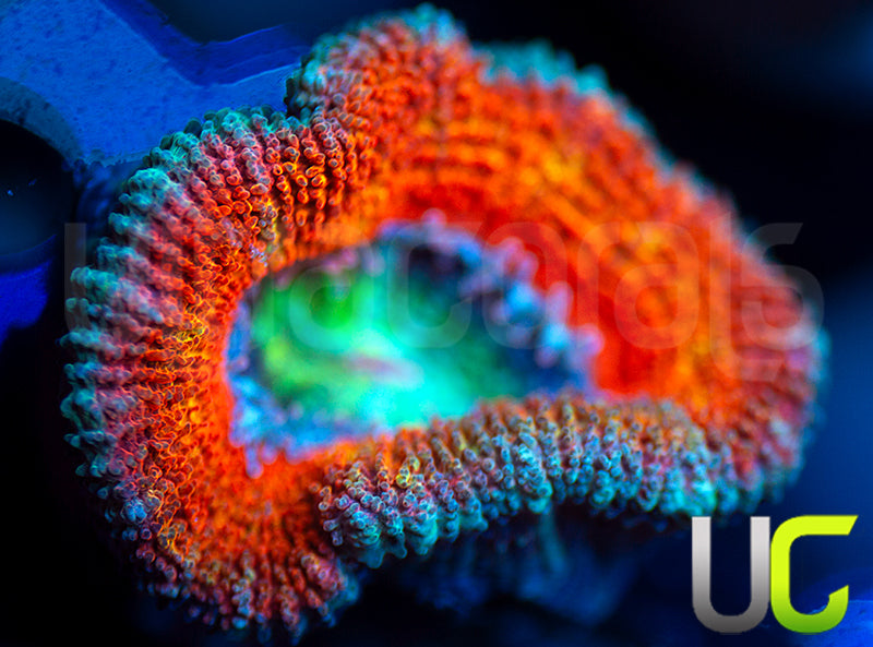 UC Blue Mystique Micro Lord