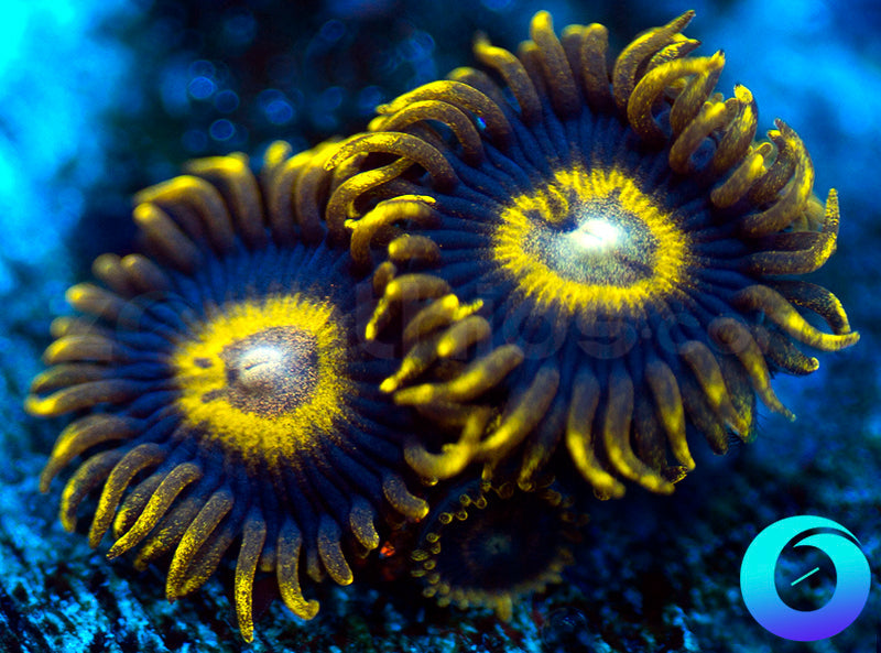 Black Stingers