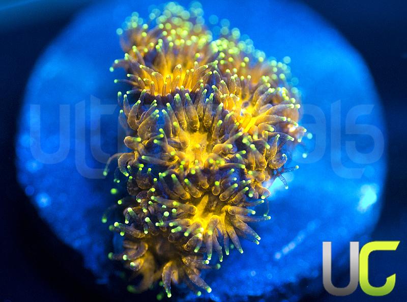 UC Lightning Tip Leptastrea