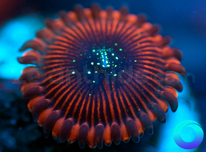 Magician PE