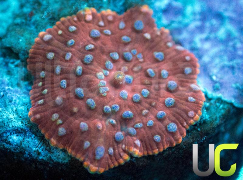 Multispot Mushroom
