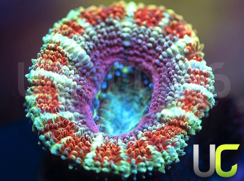 UC Menagerie Micromussa Lordhowensis