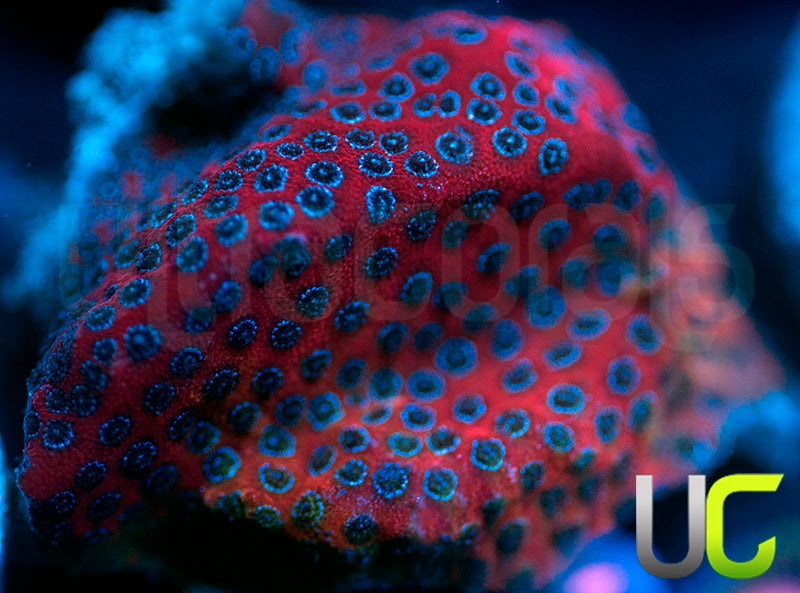 Darth Maul Porites