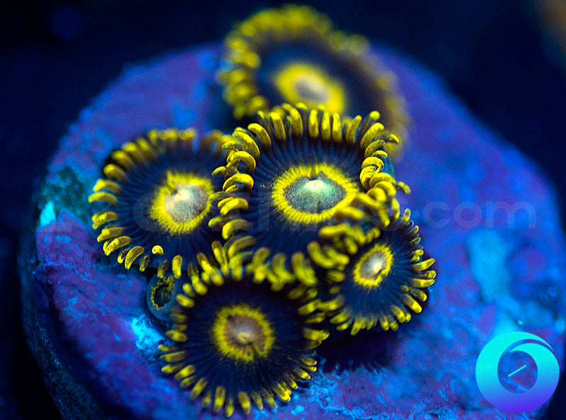 Black Stingers
