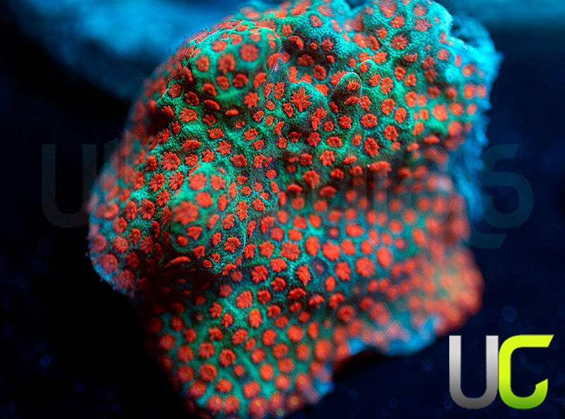 ECC Superman Porites