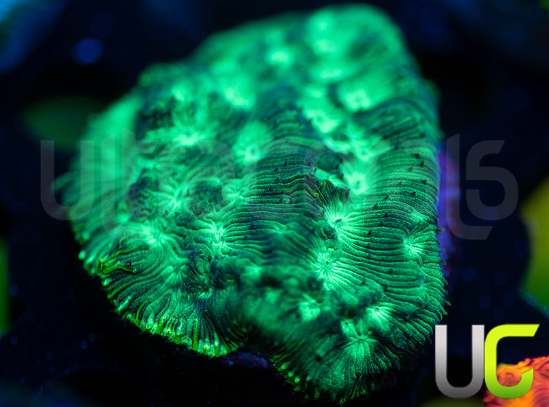 JF Neon Green Lepto