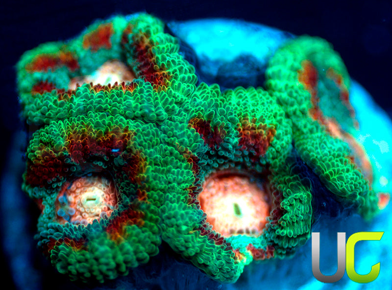 NR UC Pink Pinwheel Micro Amakusensis