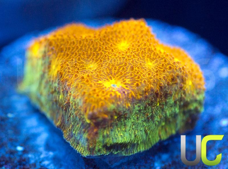 Yellow Yutz Psammocora