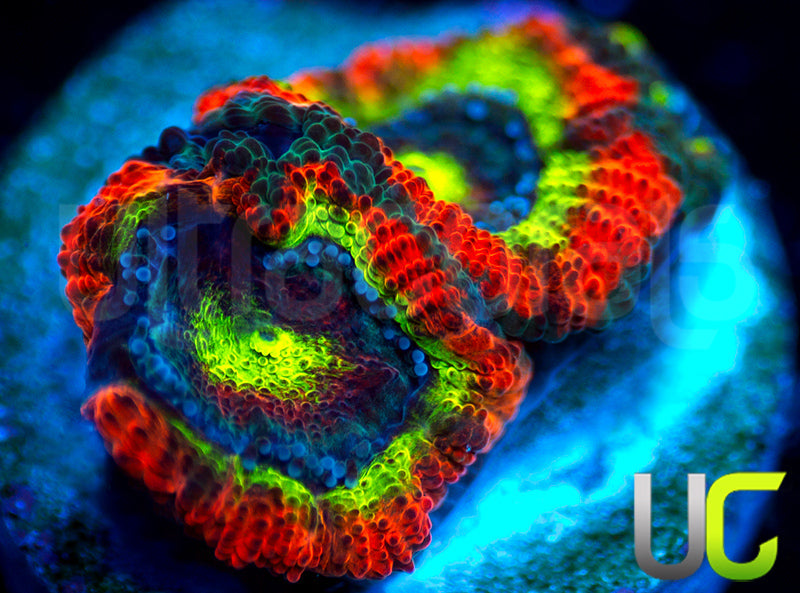 BigR Holy Grail Micro Amakusensis