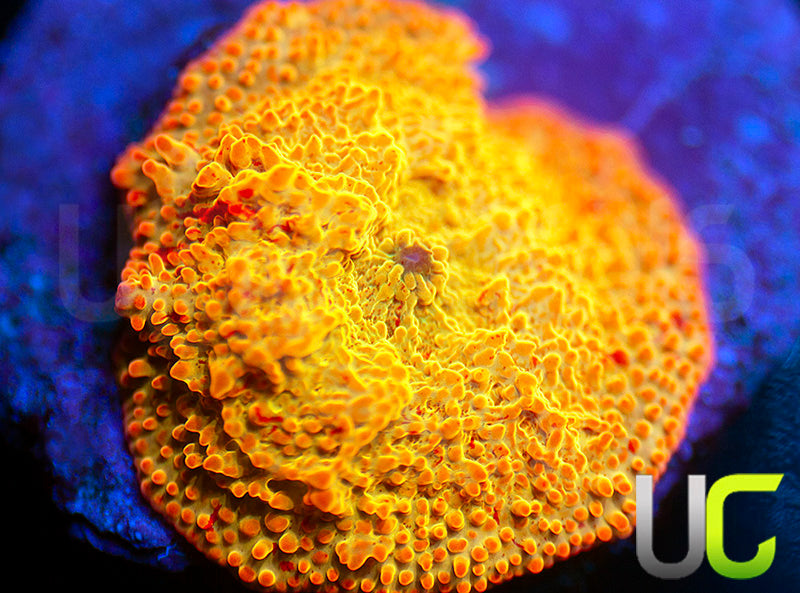 Jawbreaker Mushroom