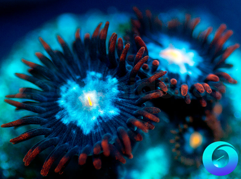 Fire and Ice
