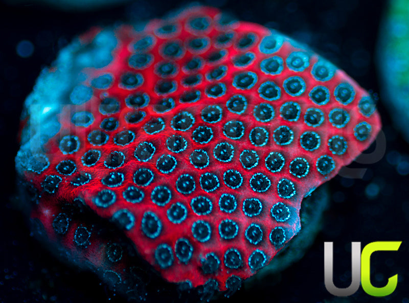 Darth Maul Porites