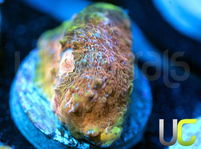 UC Prism Chalice