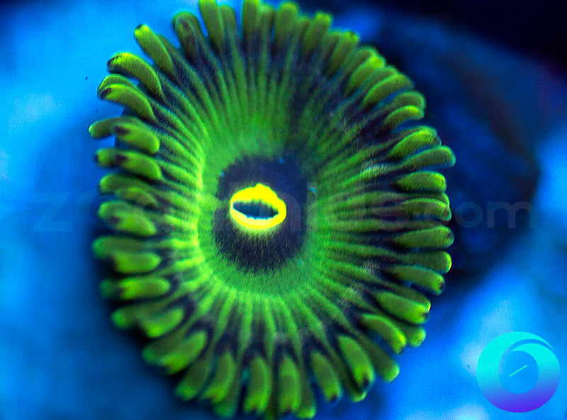 Green People Eater