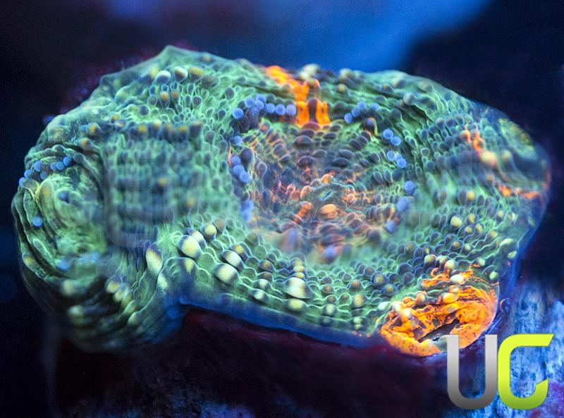 UC The Ring Echinata