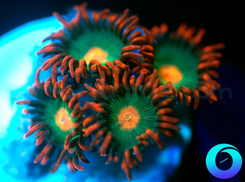 Gatorades