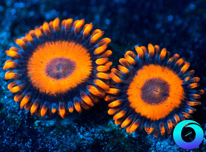 Oxides