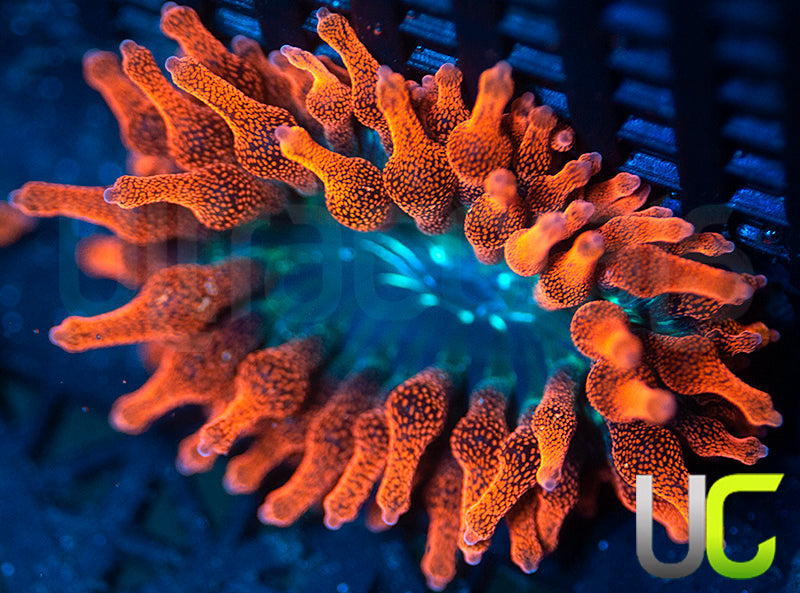 Black Widow Anemone