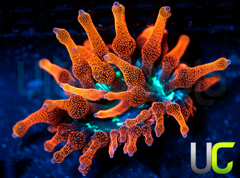 Black Widow Anemone