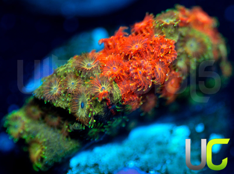 LC Circuit Breaker Cyphastrea