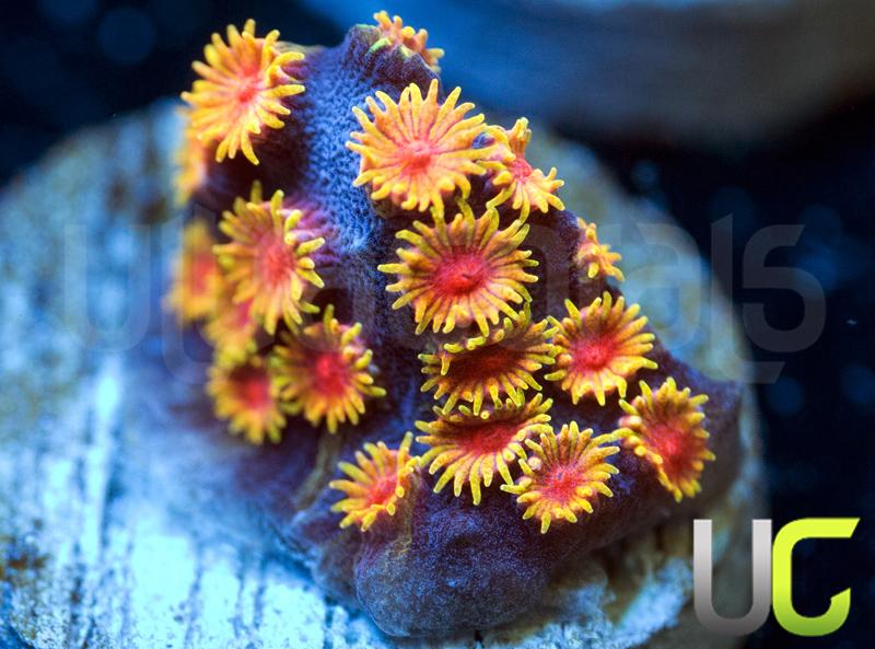 WWC Bizarro Cyphastrea