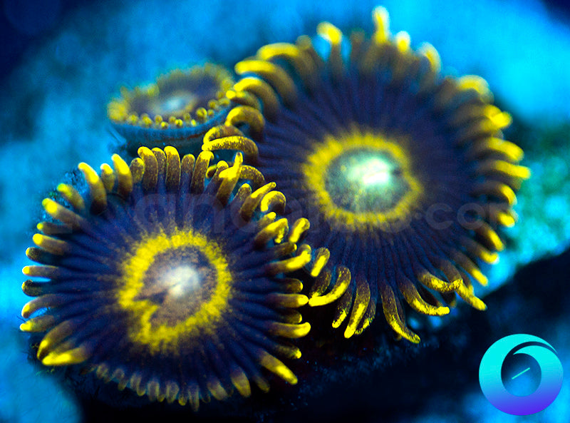 Black Stingers