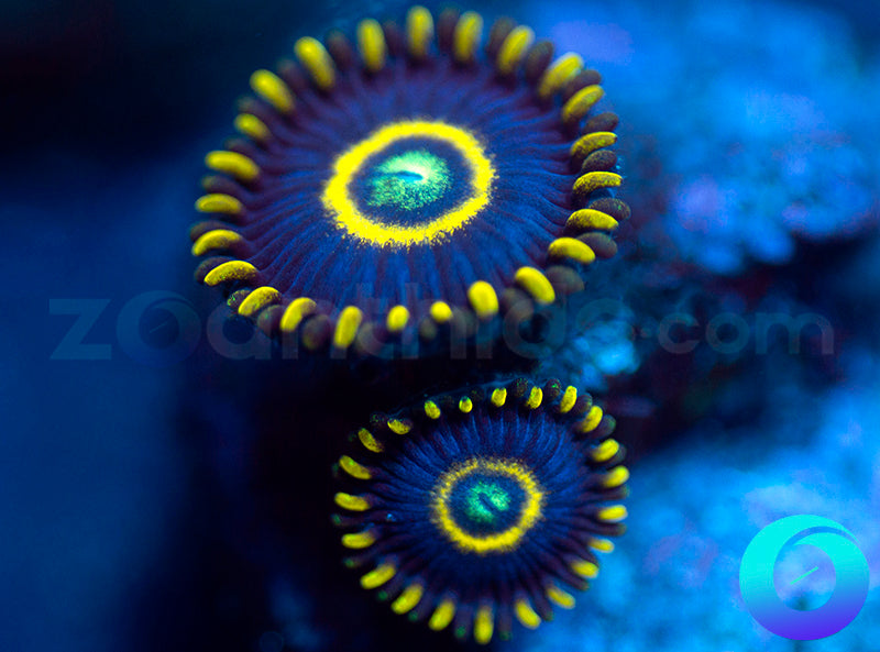 Blue Hornets