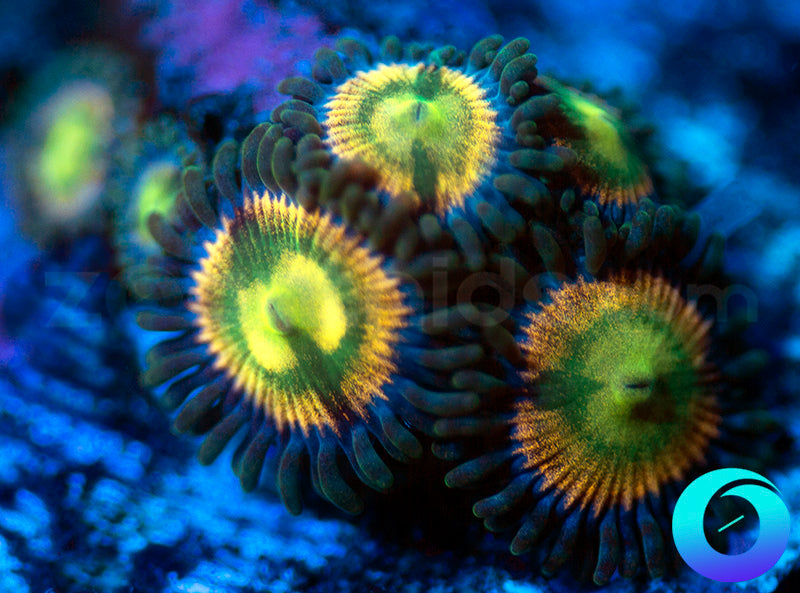 RR Krakens