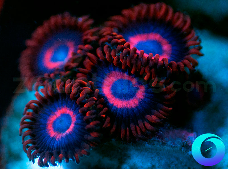 Vivid Stingers