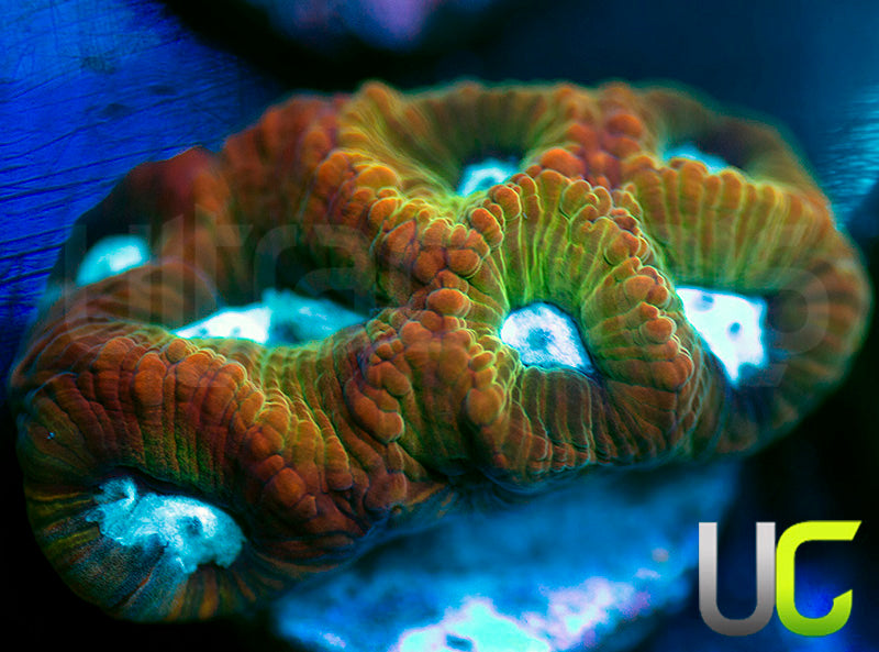 UC Rainbow Cardinal Favia