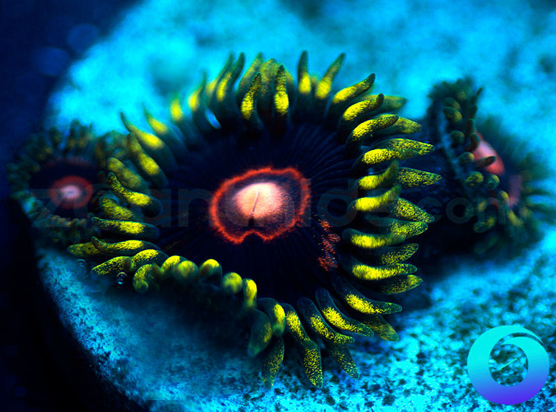 CB King Jawbreaker Hornet
