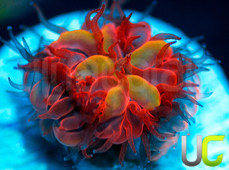 UC Blue Raven Blastos