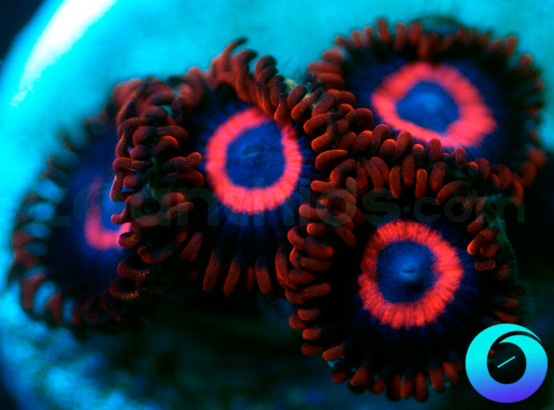 Vivid Stingers