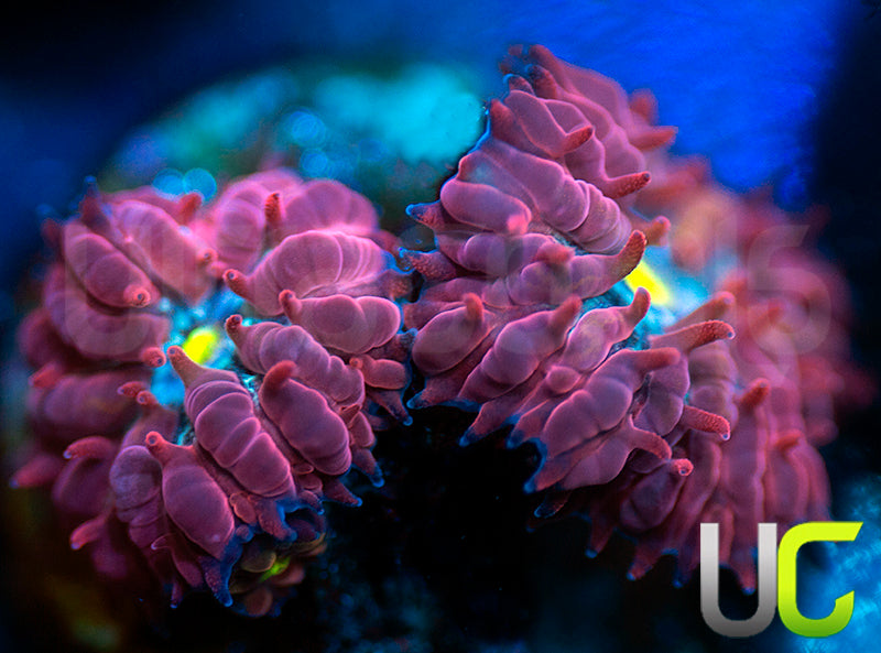 UC Nutcracker Blasto