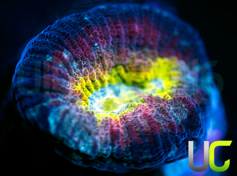 UC Regal Goniastrea