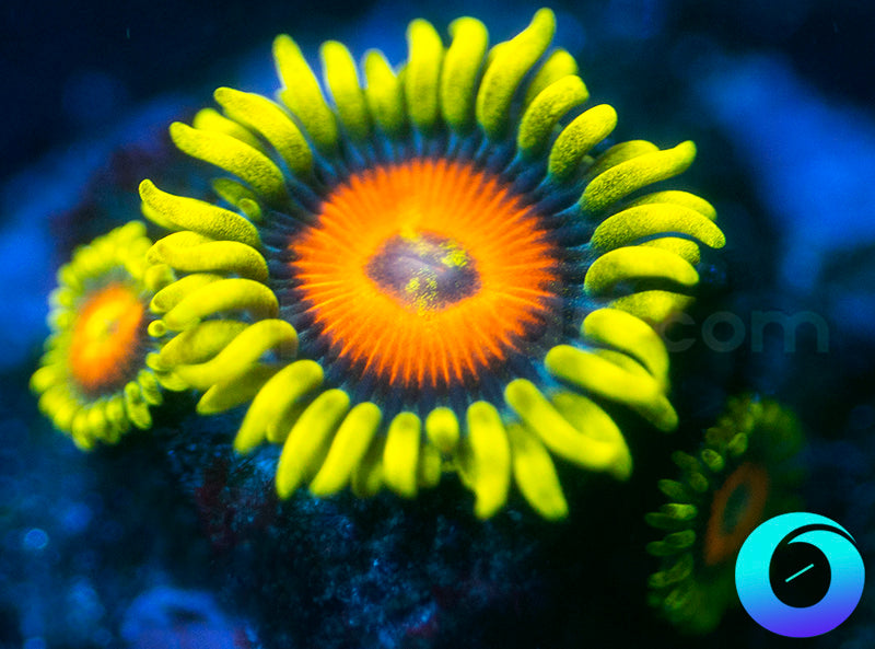 Super Sunflower