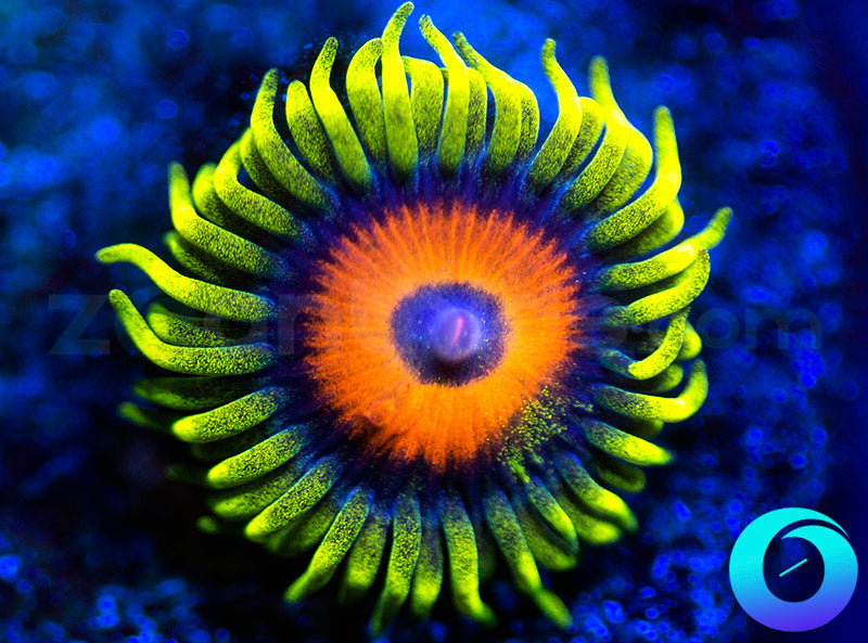 Super Sunflower