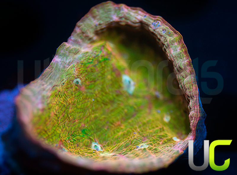UC Yowza Chalice