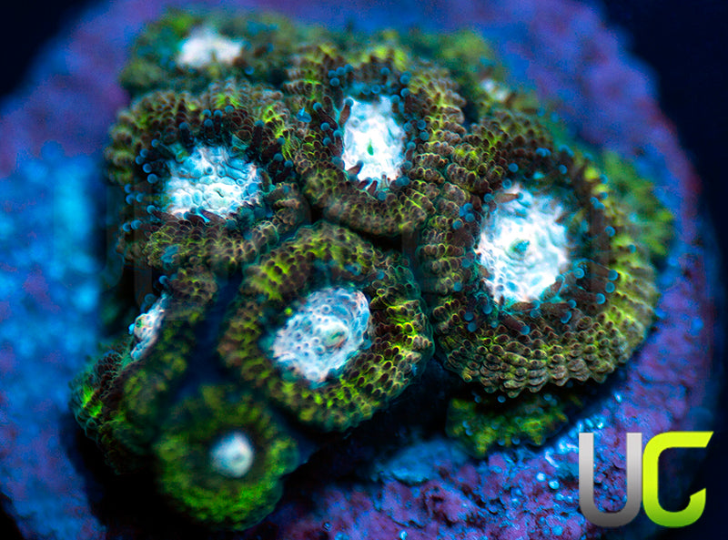 UC Summons Micro Amakusensis