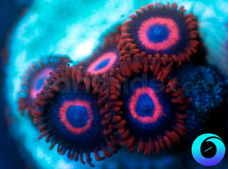 Vivid Stingers